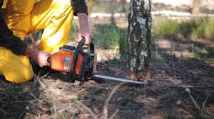 Best Root Management and Removal  in Cane Savannah, SC
